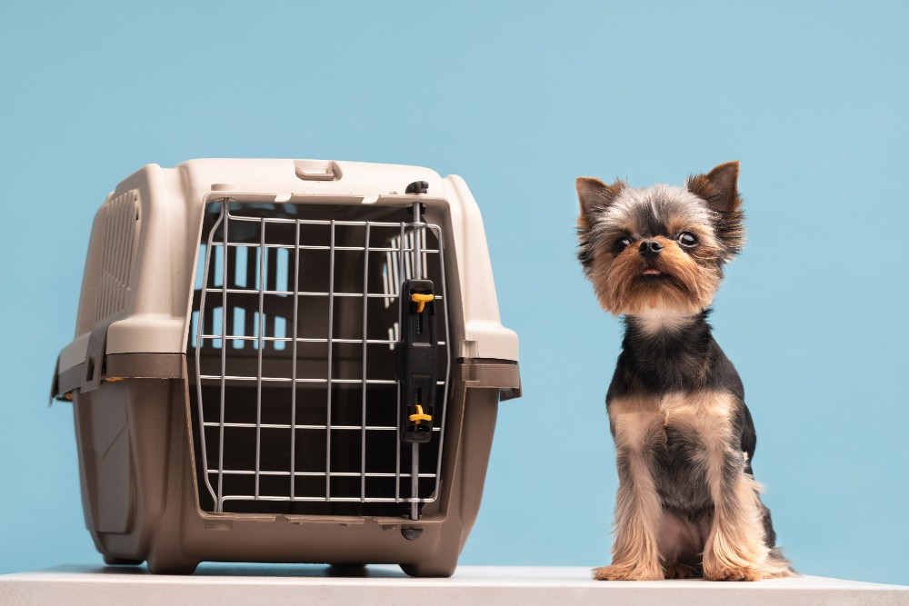 Caixa de transporte, regras e preparo: guia explica como viajar de avião com cães e gatos